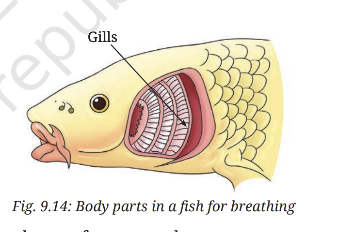 Fig 9.14 — Body parts in fish used for breathing showing gills