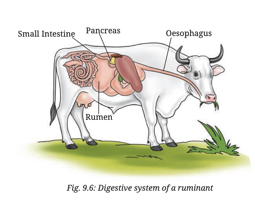 Fig 9.6 — Digestive system of a ruminant showing rumen, oesophagus, small intestine and pancreas