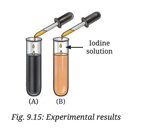 Fig 9.15 — Experimental results of rice flour with and without saliva
