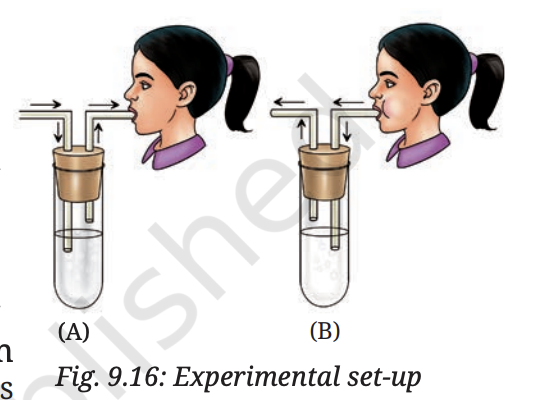 Fig 9.16 — Experimental setup for lime water test with inhaled and exhaled air
