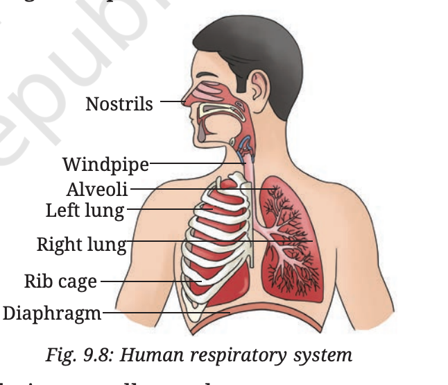 Fig 9.8 — Human respiratory system showing nostrils, nasal passages, windpipe, bronchi, lungs and alveoli