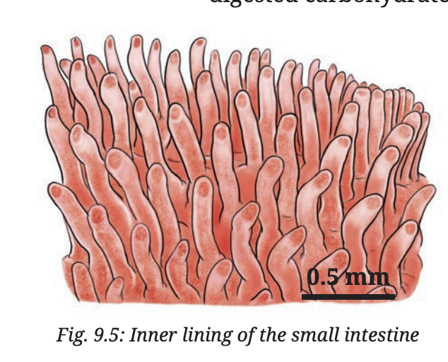 Fig 9.5 — Inner lining of small intestine showing finger-like projections that increase surface area for absorption