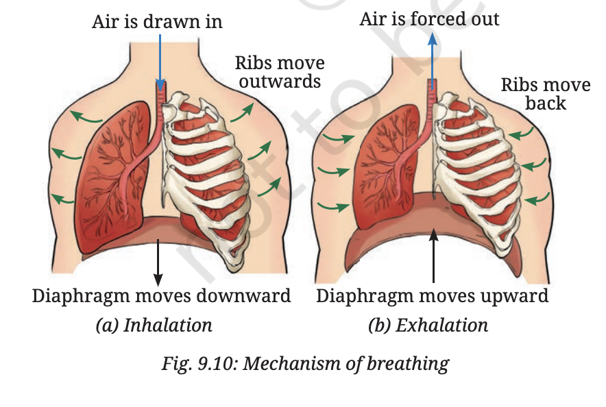 Fig 9.10 — Mechanism of breathing showing inhalation (diaphragm moves down, ribs move up) and exhalation (diaphragm moves up, ribs move down)