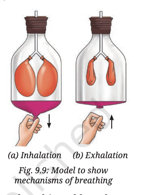 Fig 9.9 — Model showing mechanism of breathing with Y-tube, balloons and rubber sheet