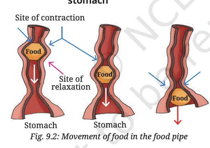 Fig 9.2 — Movement of food in the food pipe (oesophagus) showing peristalsis