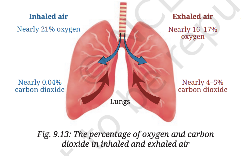 Fig 9.13 — Percentage of oxygen and carbon dioxide in inhaled and exhaled air
