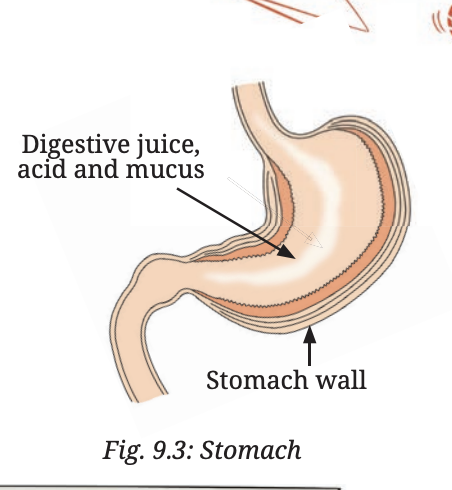Diagram of the stomach showing inner lining, digestive juice, acid and mucus secretion