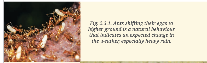 Fig 2.3.1 — Ants shifting eggs to higher ground indicating expected rain