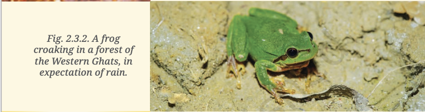Fig 2.3.2 — Frog croaking in Western Ghats in expectation of rain