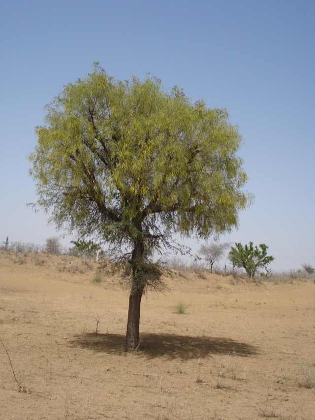 Khejri tree in desert