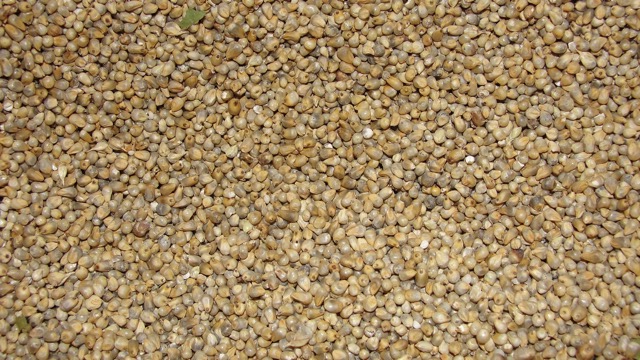 Bajra pearl millet crop