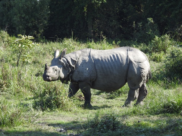 Indian one-horned rhinoceros at Kaziranga