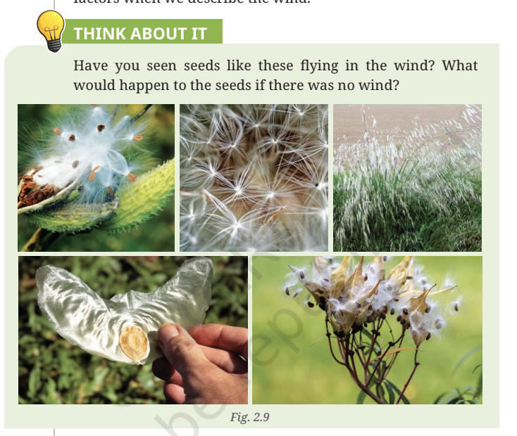 Fig 2.9 — Wind-dispersed seeds showing the role of wind